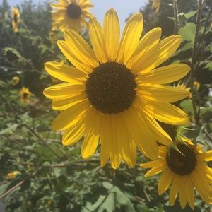 Meet your Posher, Teresa